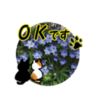 花猫2-お願いと了解（個別スタンプ：11）