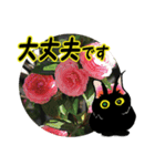 花猫2-お願いと了解（個別スタンプ：16）
