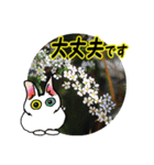 花猫2-お願いと了解（個別スタンプ：18）