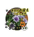 花猫2-お願いと了解（個別スタンプ：19）