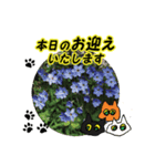 花猫2-お願いと了解（個別スタンプ：20）