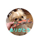 ペキチワ  あるみん（個別スタンプ：1）