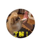 ペキチワ  あるみん（個別スタンプ：4）