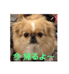 ペキチワ  あるみん（個別スタンプ：7）