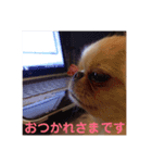 ペキチワ  あるみん（個別スタンプ：8）