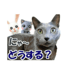 ひそひそ隊！パート4（個別スタンプ：20）
