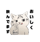 ゆるっと8にゃんず（個別スタンプ：13）