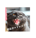 黒猫リリィの強めの主張（個別スタンプ：1）