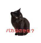 黒猫リリィの強めの主張（個別スタンプ：2）