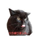 黒猫リリィの強めの主張（個別スタンプ：5）