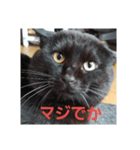 黒猫リリィの強めの主張（個別スタンプ：6）