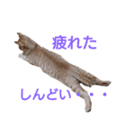 我が家のにゃんこs（個別スタンプ：2）