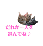 我が家のにゃんこs（個別スタンプ：3）