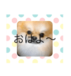 ポメラニアンのユキちゃん！❤️（個別スタンプ：1）