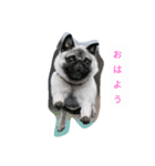 犬 ことば（個別スタンプ：1）