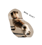 犬 ことば（個別スタンプ：3）