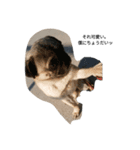 犬 ことば（個別スタンプ：4）