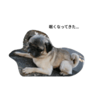 犬 ことば（個別スタンプ：5）
