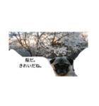 犬 ことば（個別スタンプ：8）