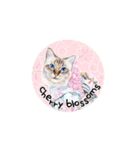 猫ベルちゃんの生活 01 (英語 Ver.)（個別スタンプ：4）