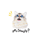 猫ベルちゃんの生活 01 (英語 Ver.)（個別スタンプ：8）