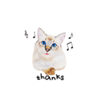 猫ベルちゃんの生活 01 (英語 Ver.)（個別スタンプ：11）