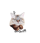 猫ベルちゃんの生活 01 (英語 Ver.)（個別スタンプ：13）