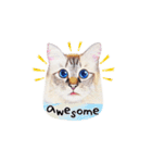 猫ベルちゃんの生活 01 (英語 Ver.)（個別スタンプ：14）