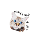 猫ベルちゃんの生活 01 (英語 Ver.)（個別スタンプ：15）
