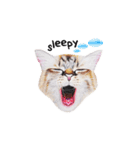 猫ベルちゃんの生活 01 (英語 Ver.)（個別スタンプ：16）