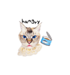 猫ベルちゃんの生活 01 (英語 Ver.)（個別スタンプ：17）