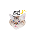 猫ベルちゃんの生活 01 (英語 Ver.)（個別スタンプ：18）