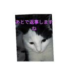 しろくろねこのお返事スタンプ（個別スタンプ：1）