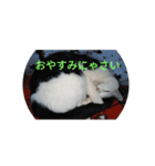 しろくろねこのお返事スタンプ（個別スタンプ：2）