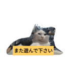 しろくろねこのお返事スタンプ（個別スタンプ：5）