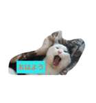 しろくろねこのお返事スタンプ（個別スタンプ：6）