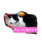 しろくろねこのお返事スタンプ（個別スタンプ：7）