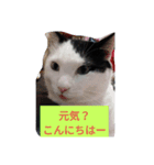 しろくろねこのお返事スタンプ（個別スタンプ：8）