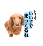 レオ君のスタンプbyタップママ（個別スタンプ：7）