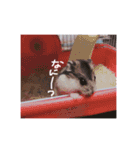 りいたその日常。1（個別スタンプ：1）