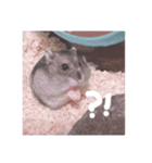 りいたその日常。1（個別スタンプ：4）