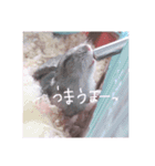 りいたその日常。1（個別スタンプ：5）