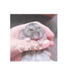 りいたその日常。1（個別スタンプ：6）