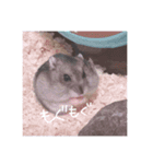 りいたその日常。1（個別スタンプ：7）