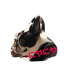 ボストンテリア イヴちゃんの日常♡（個別スタンプ：2）