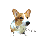 コーギーᑦᑋᵃⁿ♪stamp❣❣（個別スタンプ：3）