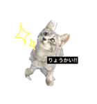 美人猫 琥珀ちゃん（個別スタンプ：1）