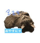 美人猫 琥珀ちゃん（個別スタンプ：2）