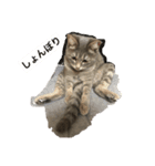 美人猫 琥珀ちゃん（個別スタンプ：4）