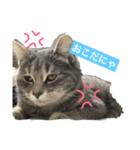 美人猫 琥珀ちゃん（個別スタンプ：5）
